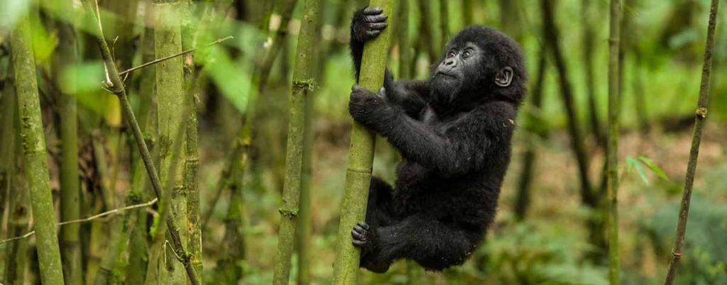 Rwanda Gorilla Trekking Information