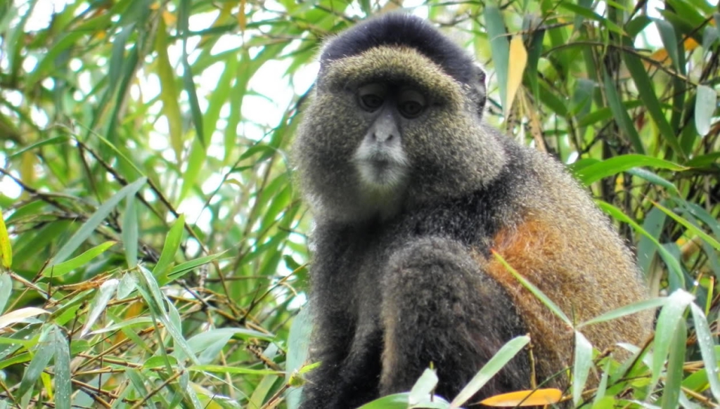 Mgahinga Gorilla National Park 