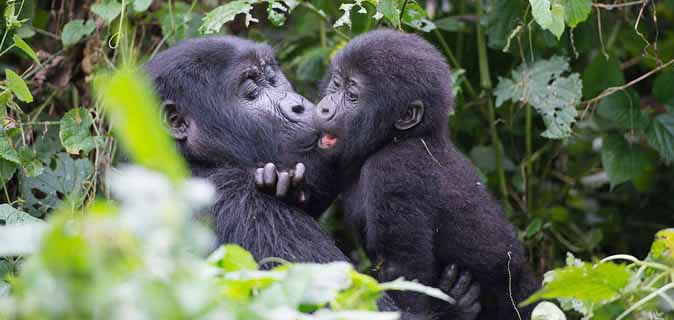 Mid-Range Congo Gorilla Trekking Tours