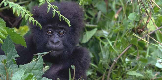12 Days Uganda Wildlife Safari