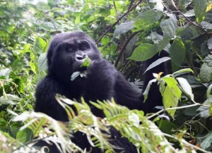 18 Days Bwindi Gorilla Trek and Mt. Rwenzori Safari