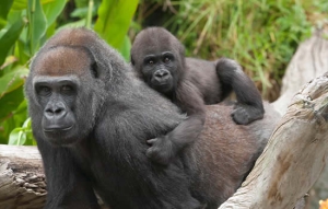 2 Days Congo Lowland Gorilla Trekking Safari to Kahuzi Biega National Park