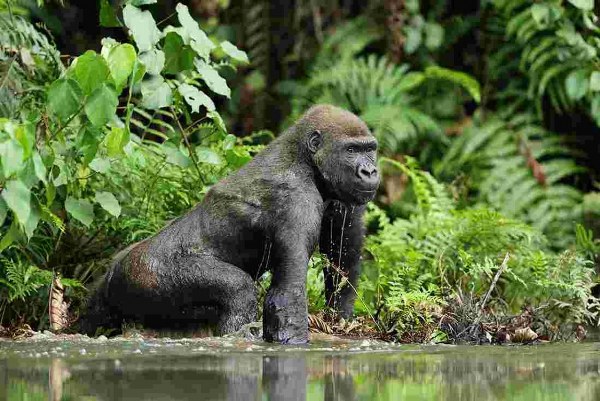 6 Days Congo Mountain Gorilla Trekking and Mount Nyiragongo Volcano Climbing Safari tour to Virunga National Park